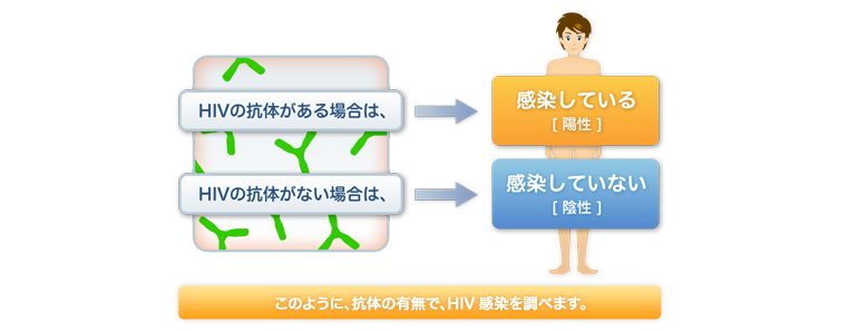 HIV�̍R�̂�����ꍇ�́A�������Ă���[�z��] HIV�̍R�̂��Ȃ��ꍇ�́A�������Ă��Ȃ�[�A��] ���̂悤�ɁA�R�̗̂L���ŁAHIV�����𒲂ׂ܂��B