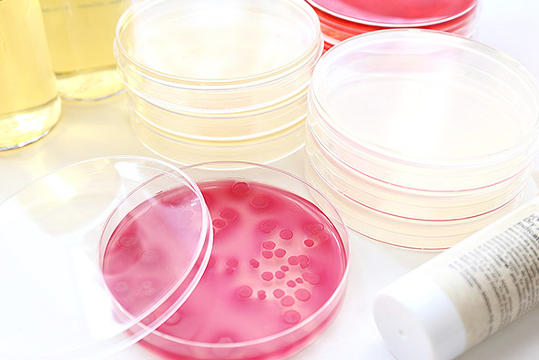 菌培養イメージ