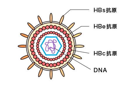 B型肝炎ウイルス模式図