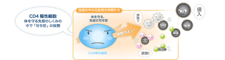 CD4 陽性細胞 体を守る免疫のしくみの中で「司令官」の役割