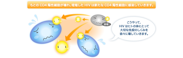 もとのCD4陽性細胞が壊れ、増殖したHIVは新たなCD4陽性細胞に感染していきます。