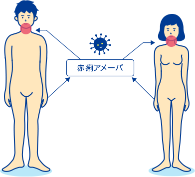 赤痢アメーバ症の感染経路図
