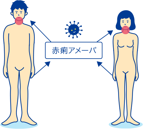 赤痢アメーバ症の感染経路図
