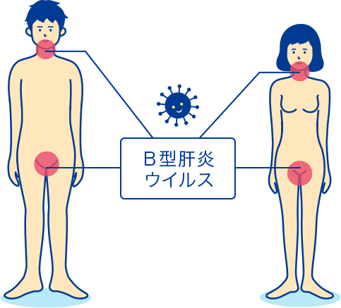 B型肝炎の解説 症状や感染経路 検査や治療について Std研究所