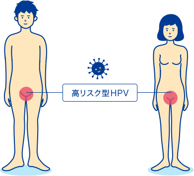 高リスク型HPV（子宮頸がんの原因）の感染経路図