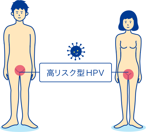 高リスク型HPV（子宮頸がんの原因）の感染経路図