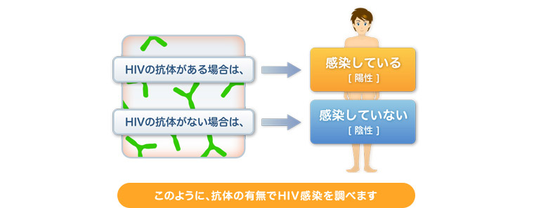 HIVの抗体がある場合は、感染している[陽性] HIVの抗体がない場合は、感染していない[陰性] このように、抗体の有無で、HIV感染を調べます